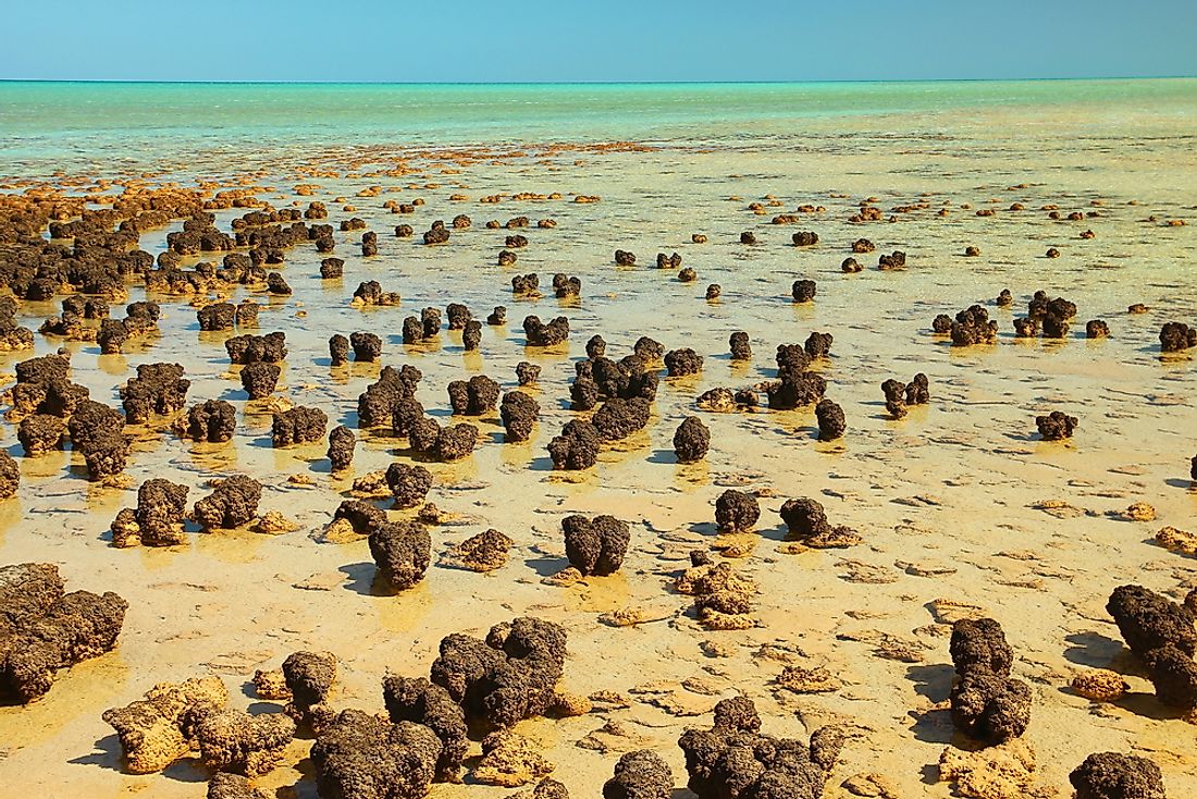 Shark Bay: A UNESCO World Heritage Site In Australia - WorldAtlas