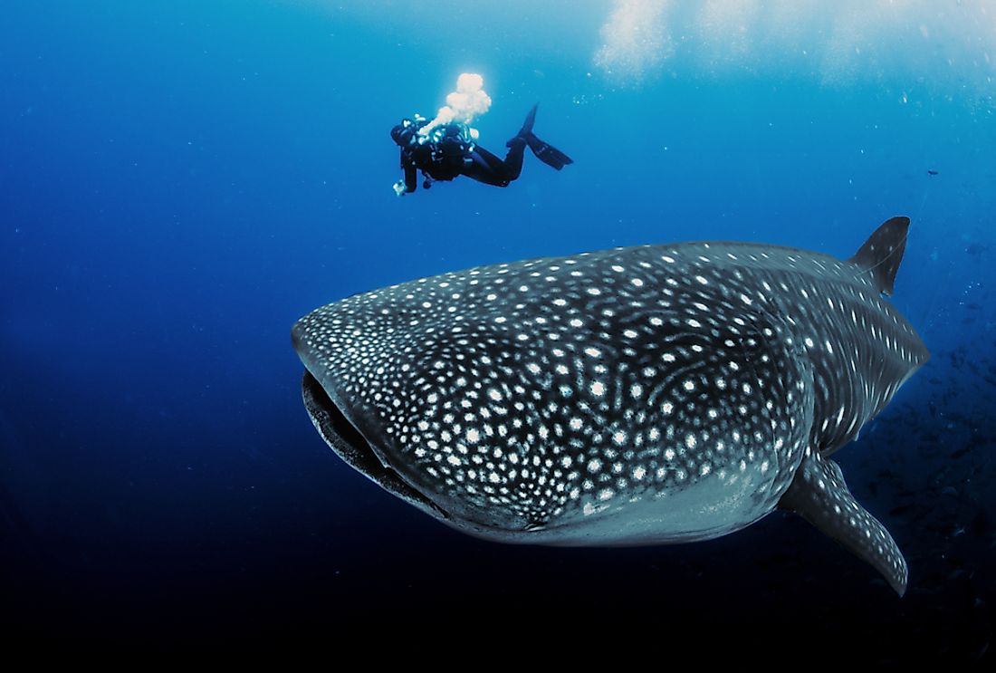 wild republic whale shark