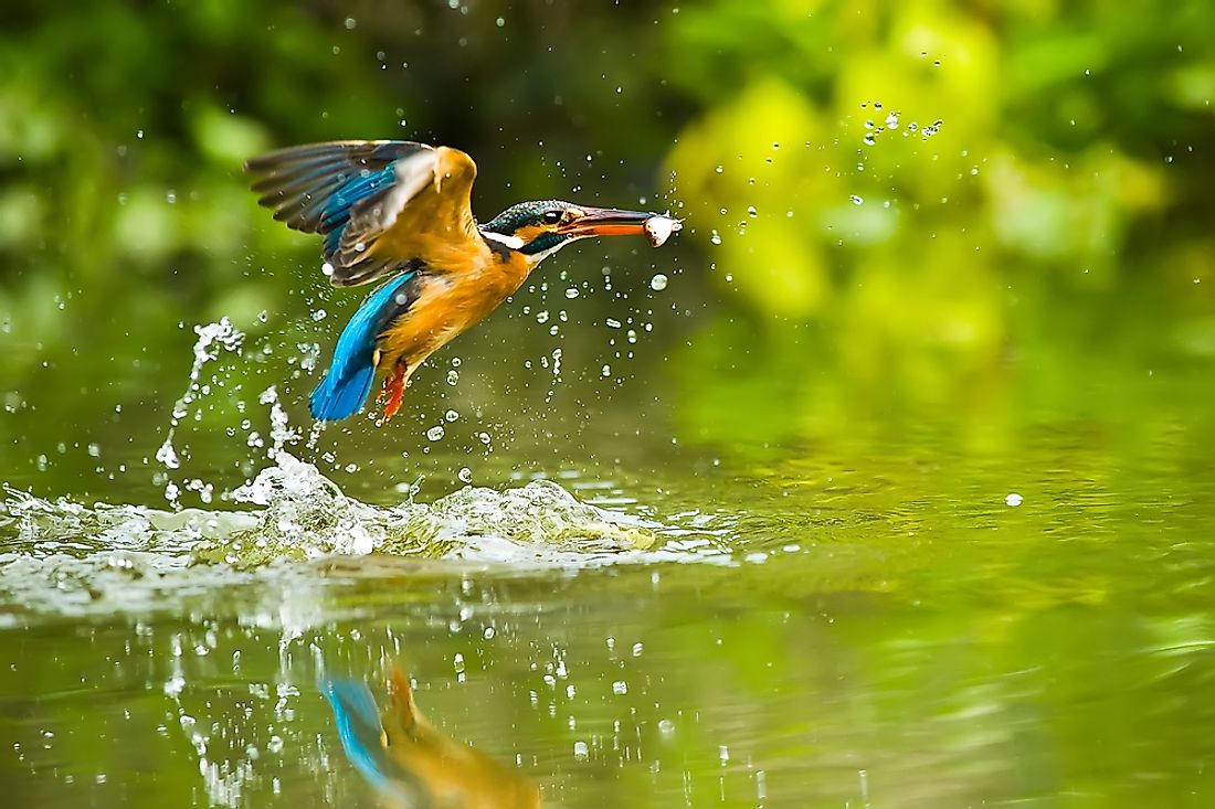 what-is-a-kingfisher-worldatlas