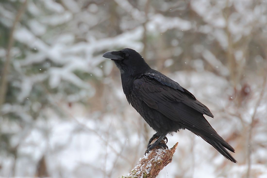 What is the Difference Between a Raven and a Crow? - WorldAtlas