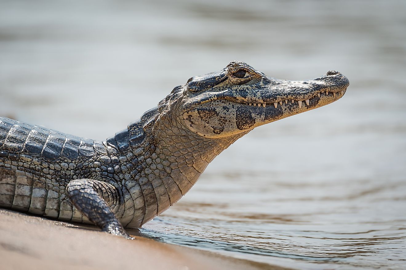 native-reptiles-of-bolivia-worldatlas