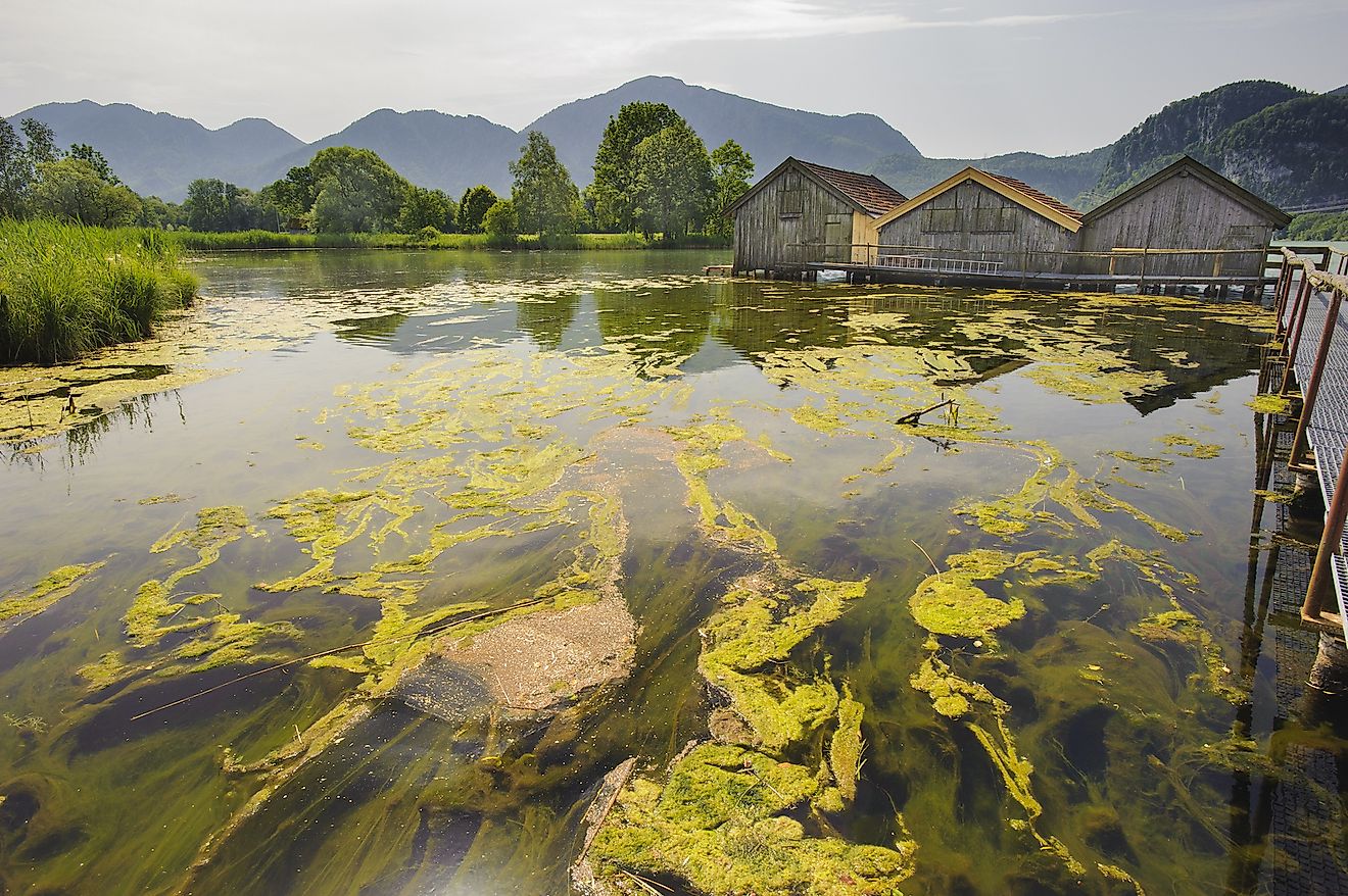 what-is-algal-bloom-worldatlas