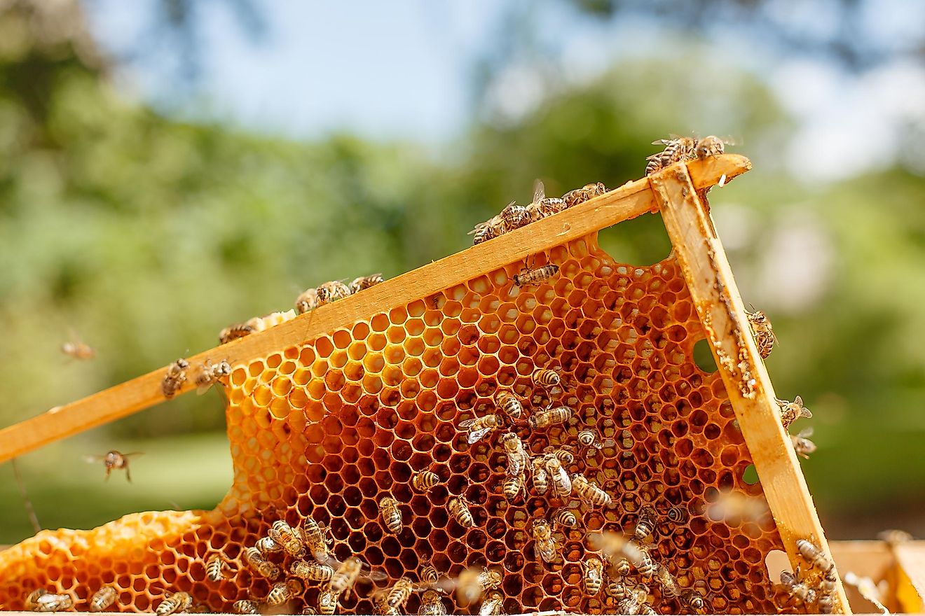 how-do-bees-make-honey-worldatlas