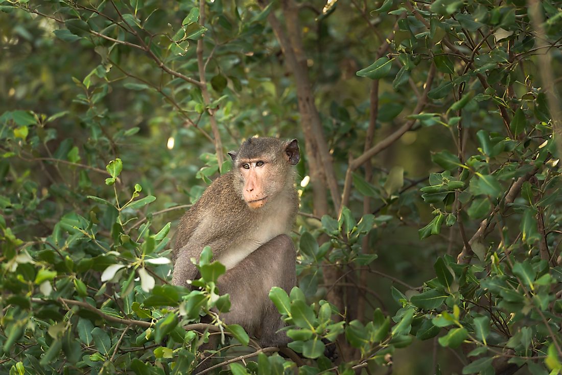 10 Animals That Live in Pakistan — Pakistan Animals - WorldAtlas