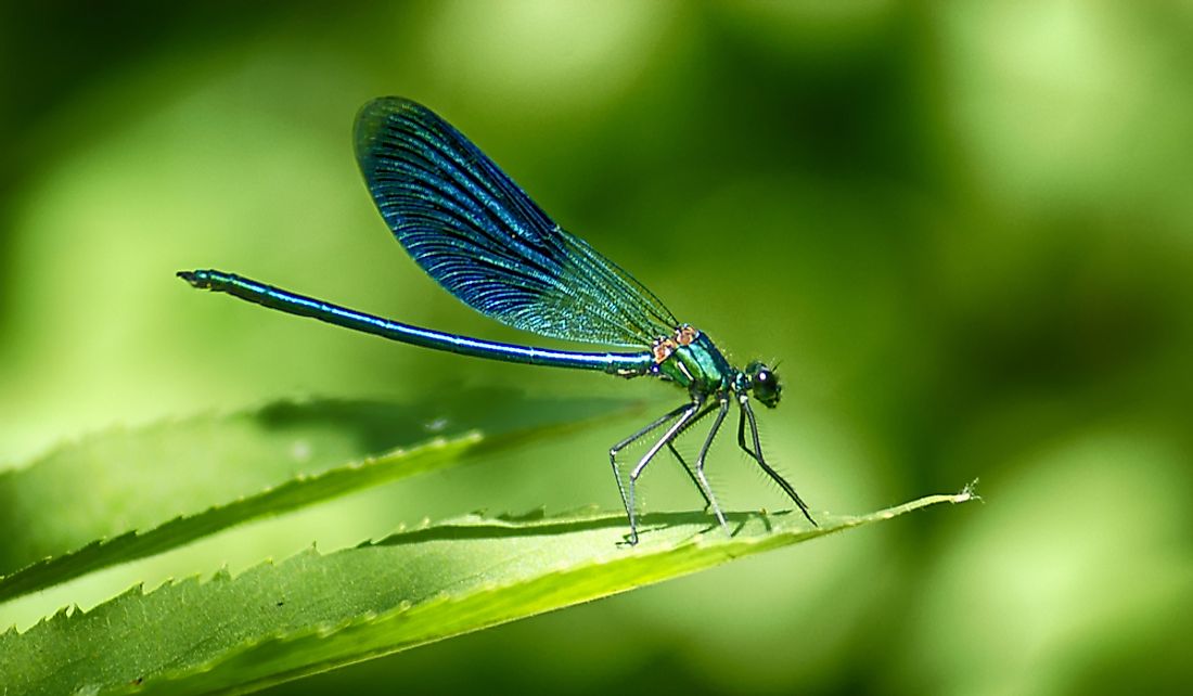 What Do Dragonflies Eat? - WorldAtlas