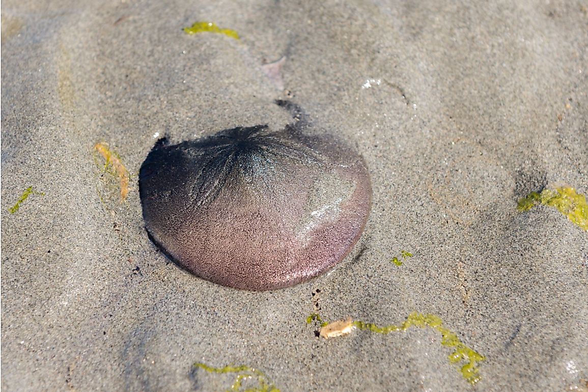 Sand Dollar Nipples