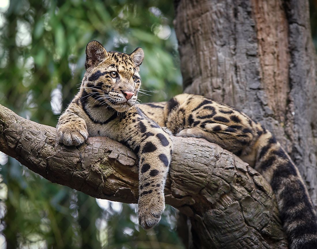 clouded-leopard-facts-animals-of-asia-worldatlas