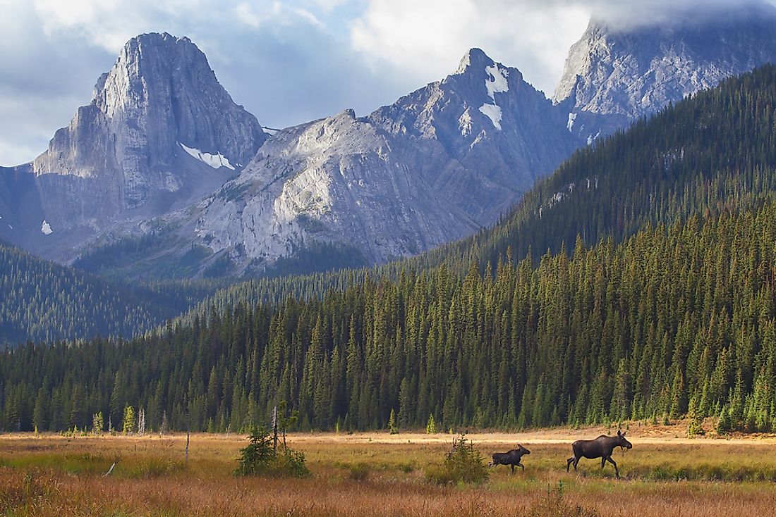 animals-that-live-in-canada-worldatlas