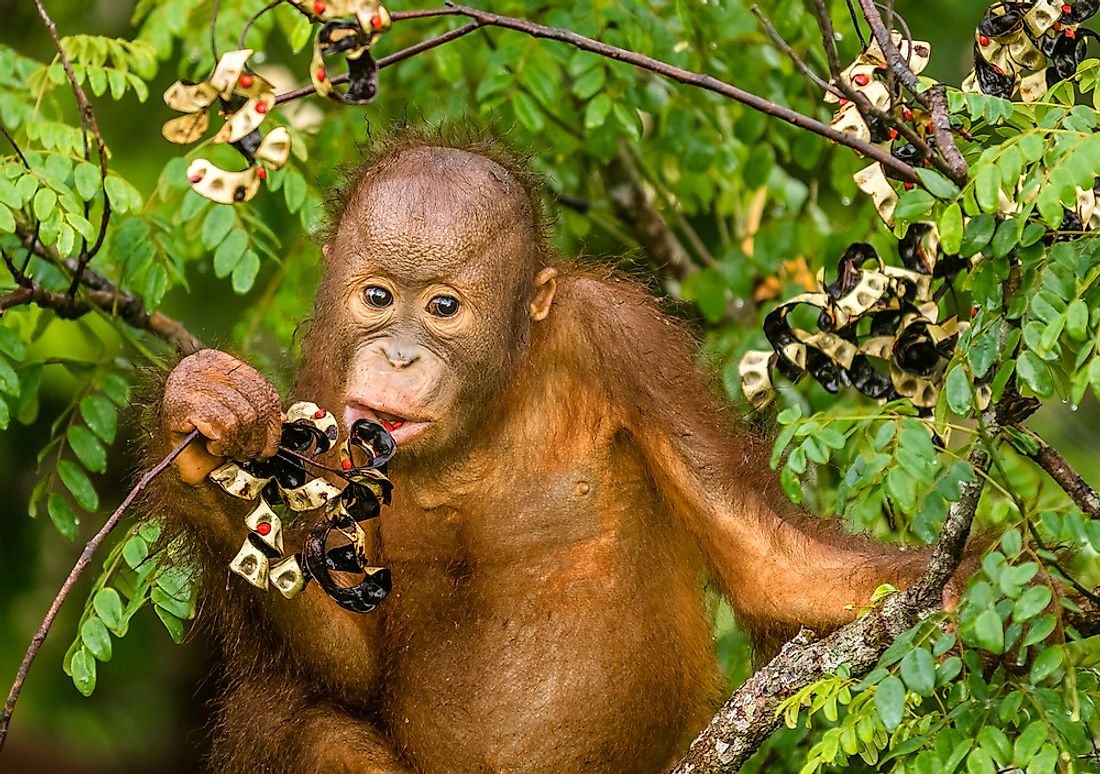 What Do Orangutans Eat? - WorldAtlas