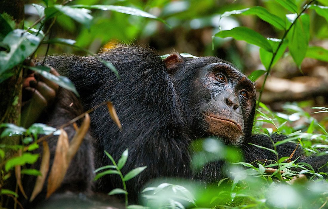 Best Places In The World To Watch Chimpanzees In Their Natural