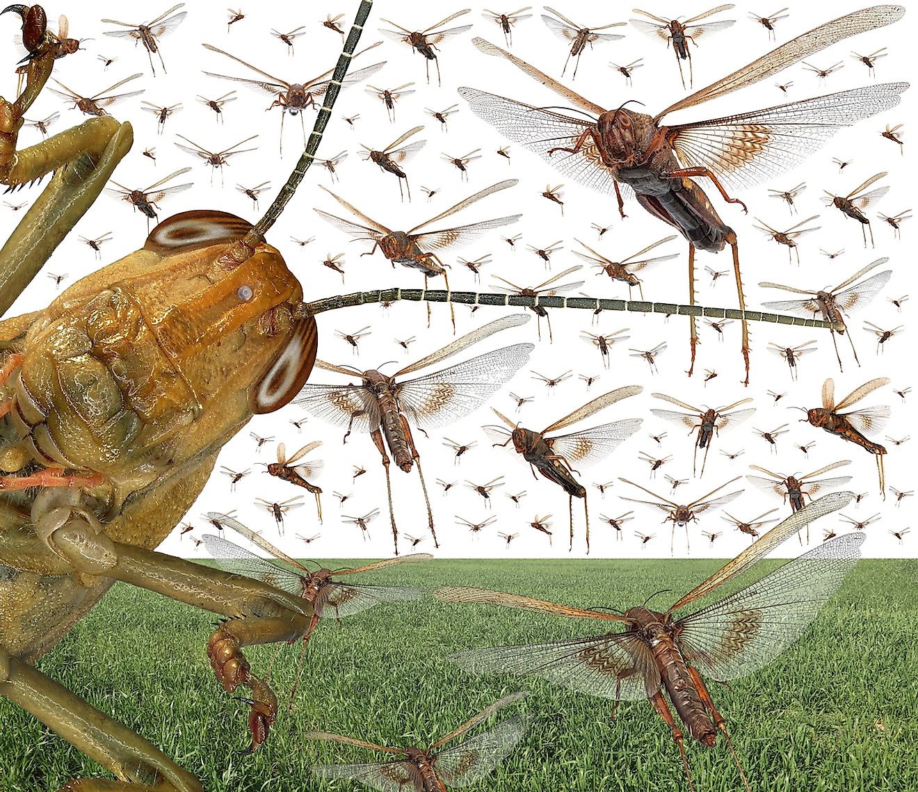 10 Facts Everyone Must Know About The Terrifying Locust Plague - WorldAtlas
