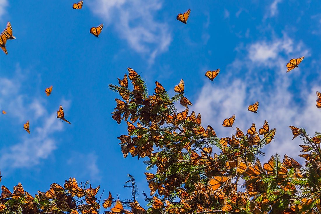 10 Animals That Migrate - WorldAtlas