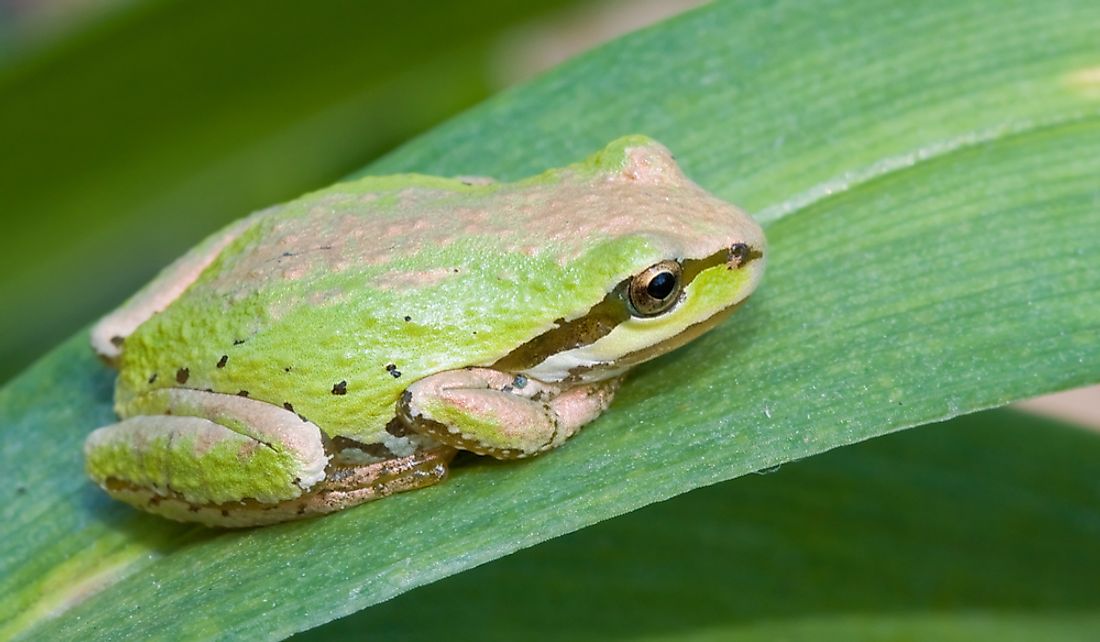 What Is The Washington State Amphibian? - WorldAtlas