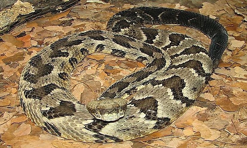 A List Of Venomous And Non-Venomous Snakes Of Alabama - WorldAtlas