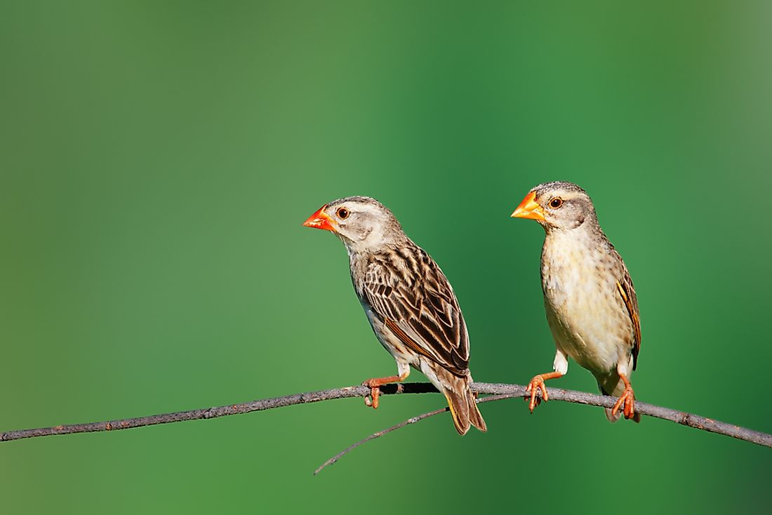 The Most Common Birds In The World WorldAtlas