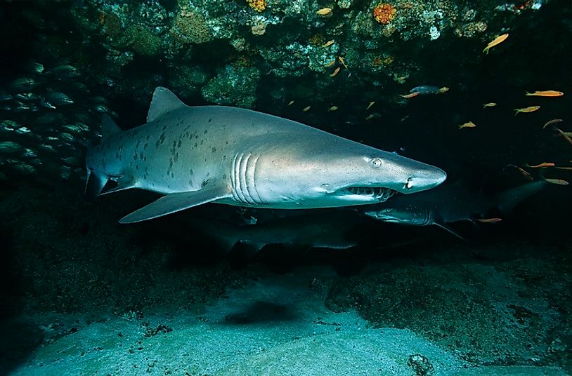 sand-tiger-sharks-oceanic-cannibals-worldatlas