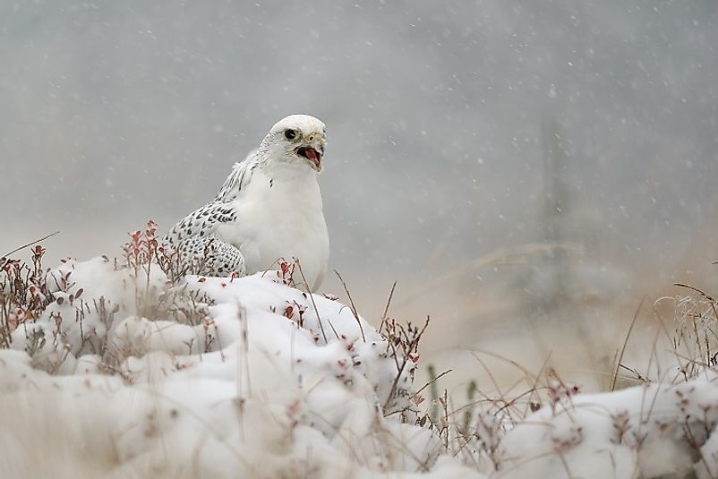 Native Birds Of Greenland - WorldAtlas