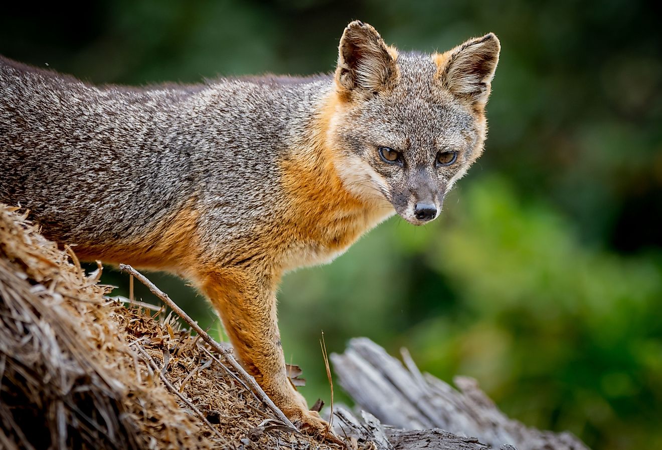 The 11 Most Beautiful Wild Animals In California - WorldAtlas