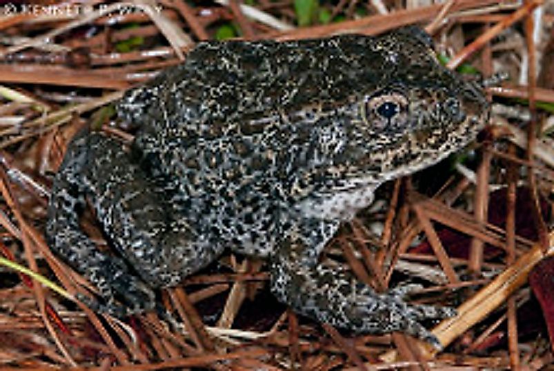 Most Endangered Amphibians Of The United States Of America - WorldAtlas