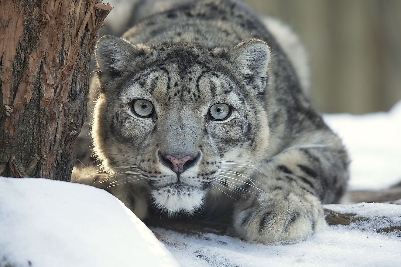 What Animals Live In The Gobi Desert? - WorldAtlas