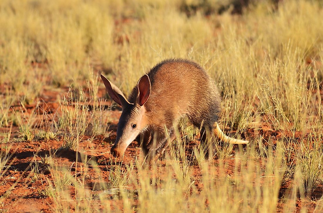 Aardvark Facts - Animals of Africa - WorldAtlas