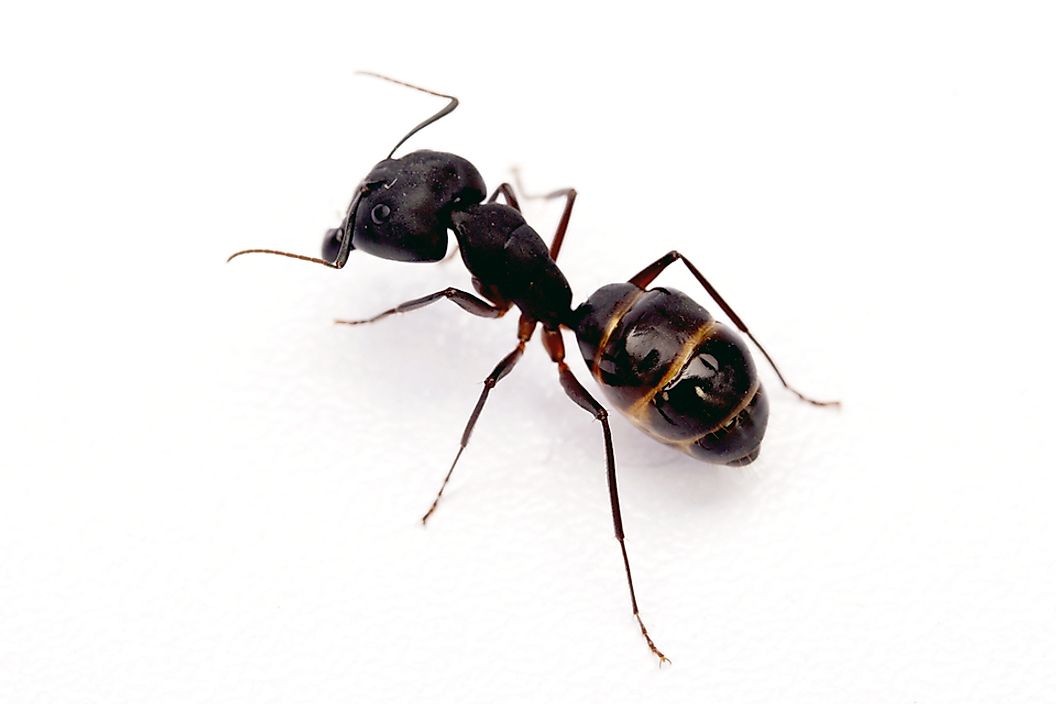 Fascinating Facts About Ants - WorldAtlas