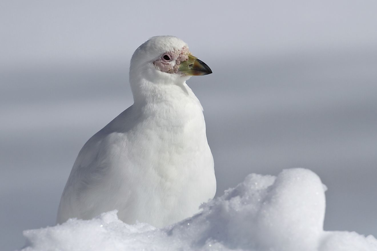 Snowy Sheathbill Facts Animals of Antarctica - WorldAtlas