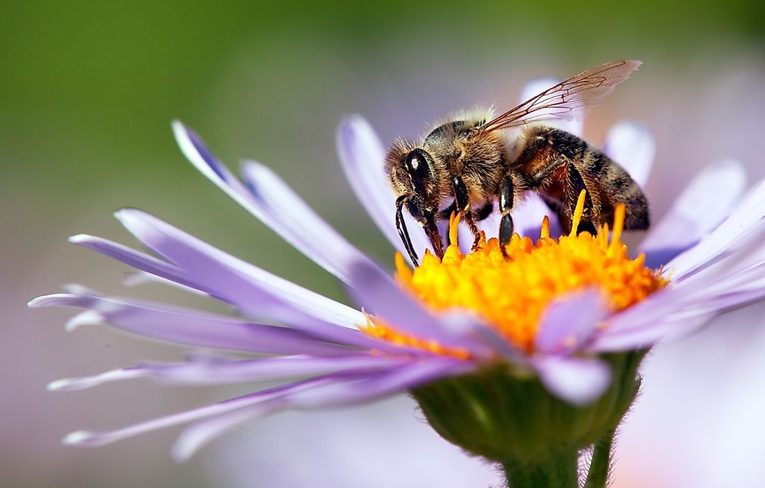 why-are-honey-bees-important-to-us-worldatlas