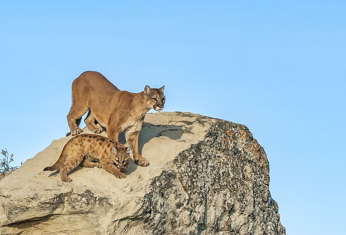 The 10 Deadliest Animals In North Dakota