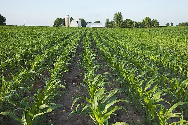 Where Is Corn Grown In The United States