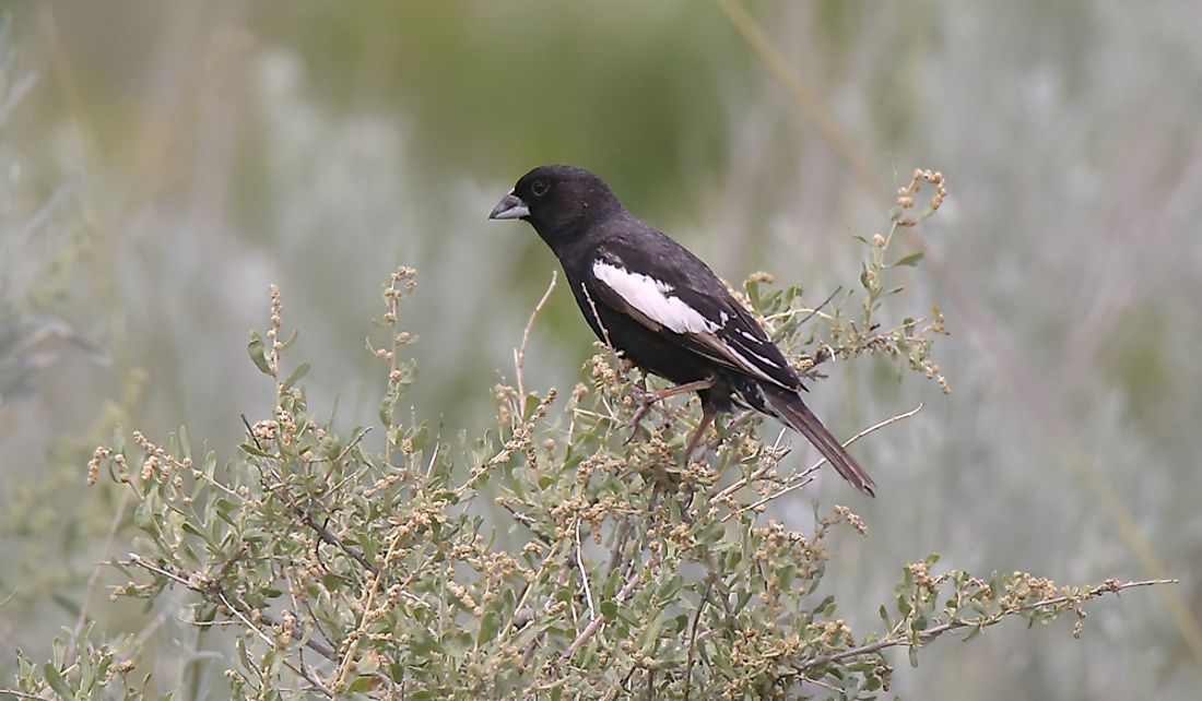 What Is The Colorado State Bird? - WorldAtlas