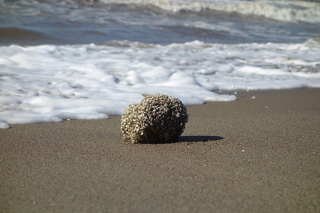 Sea Sponge Facts - Animals of the Ocean - WorldAtlas