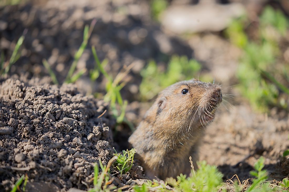 Pocket Gopher Facts: Animals of North America - WorldAtlas