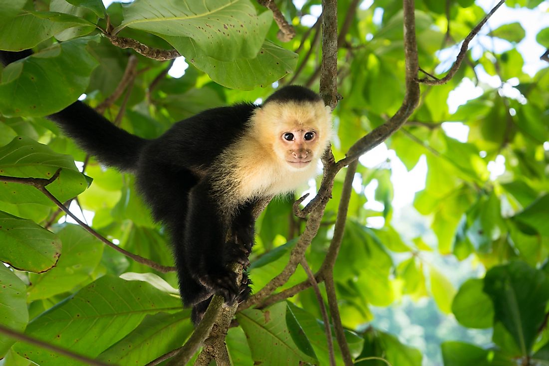 What and When is Monkey Day? - WorldAtlas