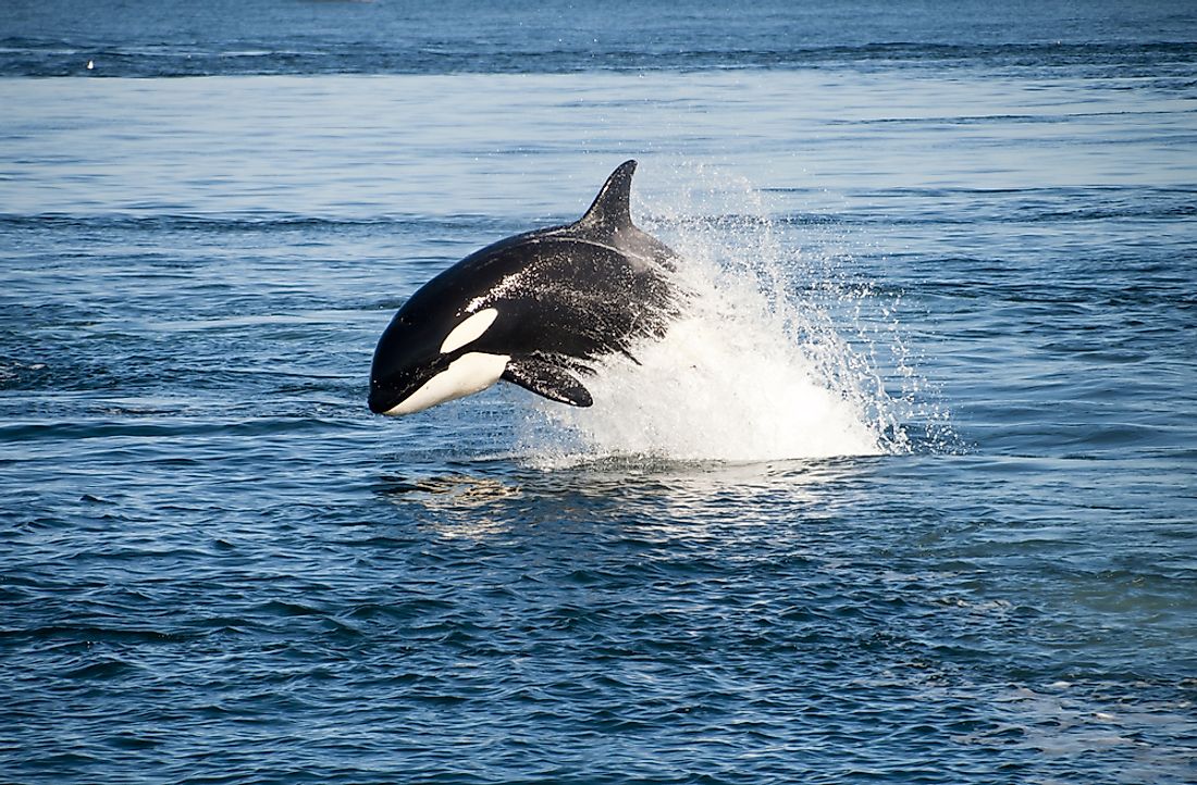 what-animals-live-in-the-atlantic-ocean-worldatlas