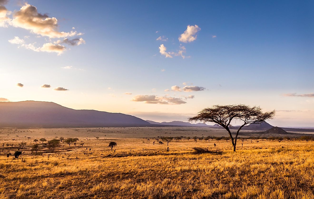 5-major-types-of-vegetation-in-the-world-worldatlas