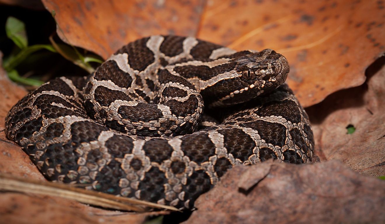 Which State Has More Venomous Snakes: Ohio Or Michigan? - WorldAtlas