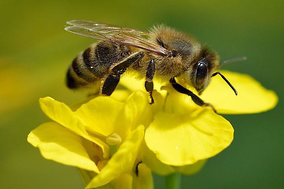 Why Are Bees Going Extinct? WorldAtlas