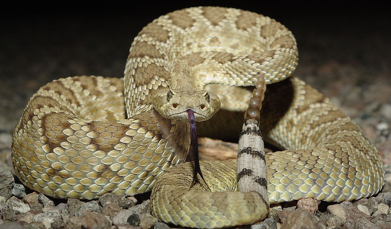 Which State Has More Venomous Snakes: Arizona or Georgia? - WorldAtlas