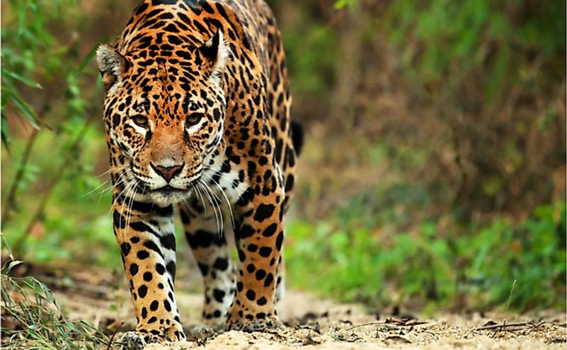 What Do Jaguars Eat? - WorldAtlas