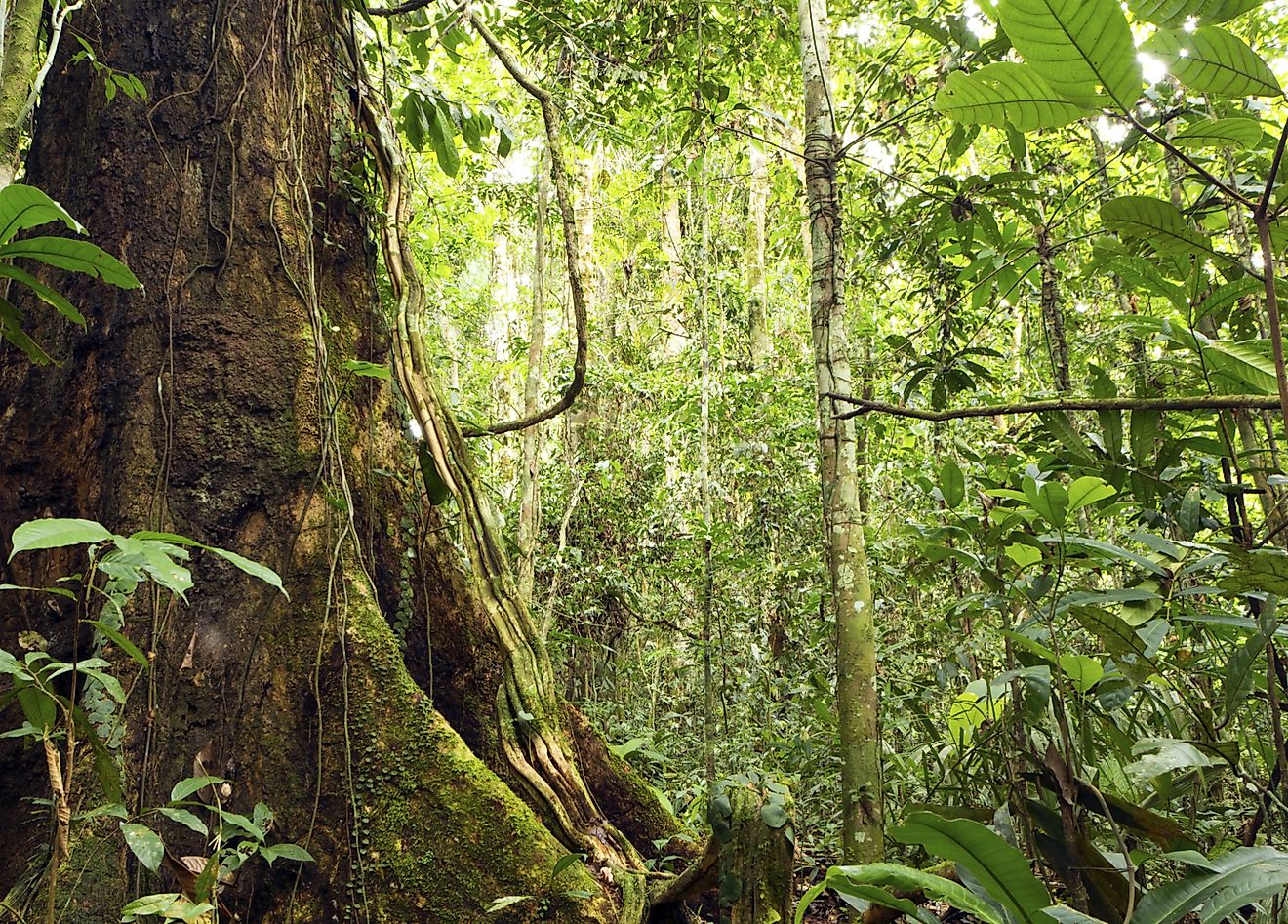 countries-with-the-most-threatened-plant-species-worldatlas