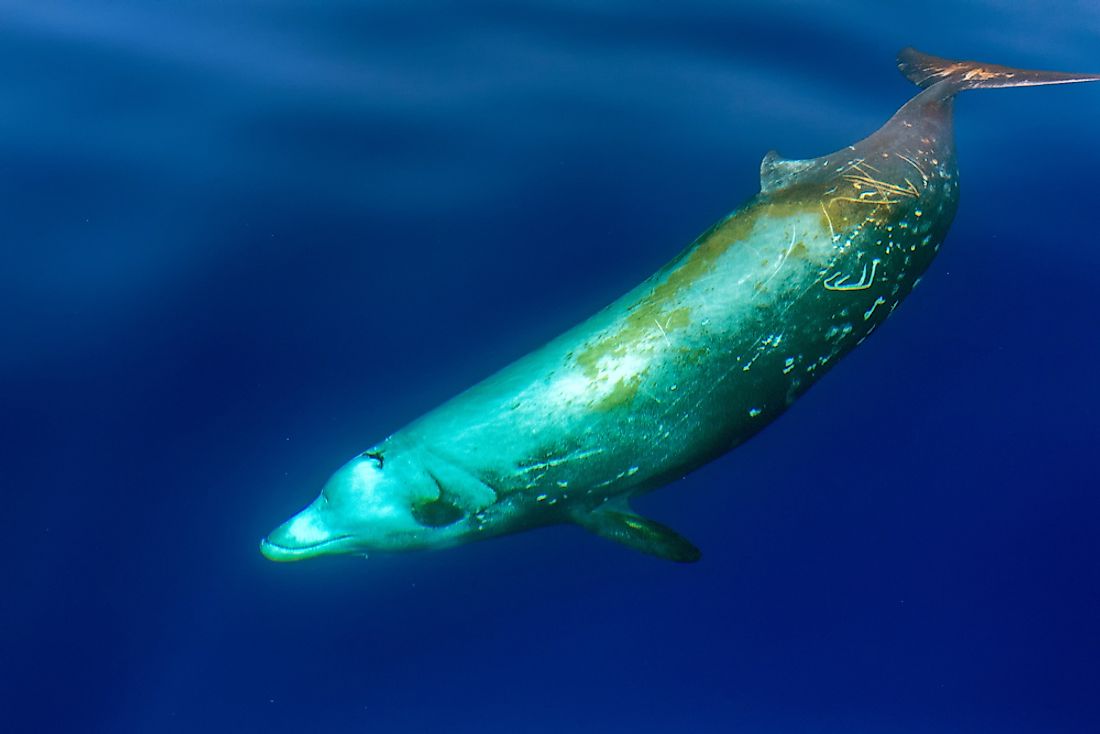 How Many Types Of Beaked Whales Live In The World Today? - WorldAtlas