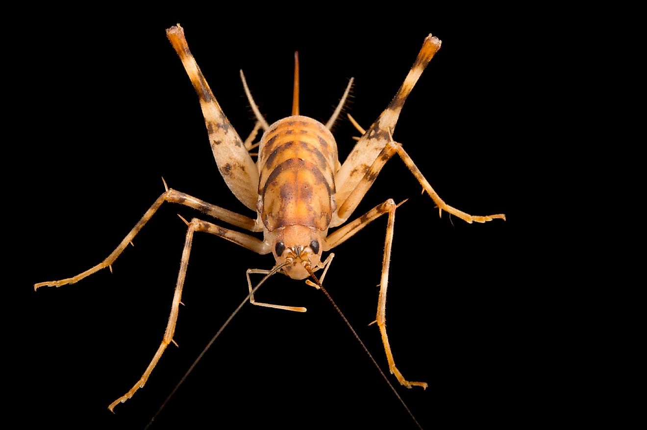 5 Things You Didn T Know About Cave Crickets WorldAtlas   Shutterstock 1666392196 