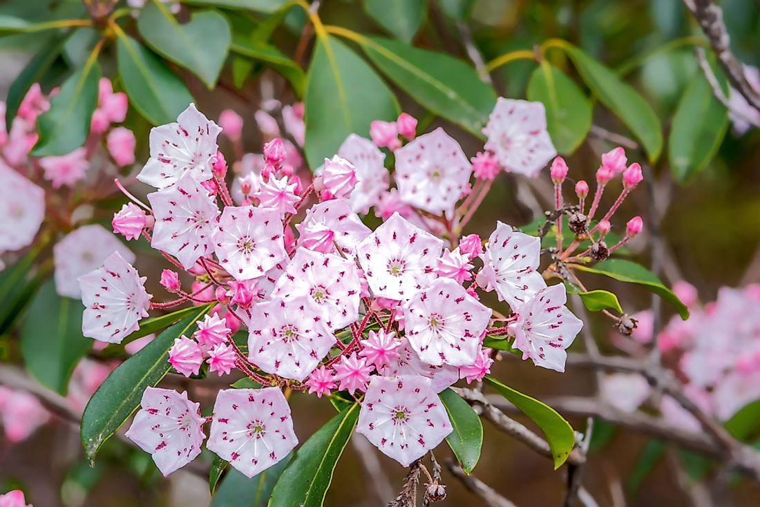 what-is-the-state-flower-of-pennsylvania-worldatlas