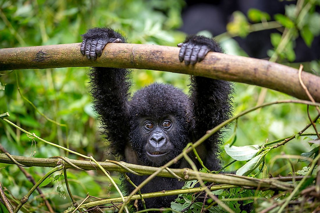 what-kind-of-animals-live-in-rwanda-worldatlas