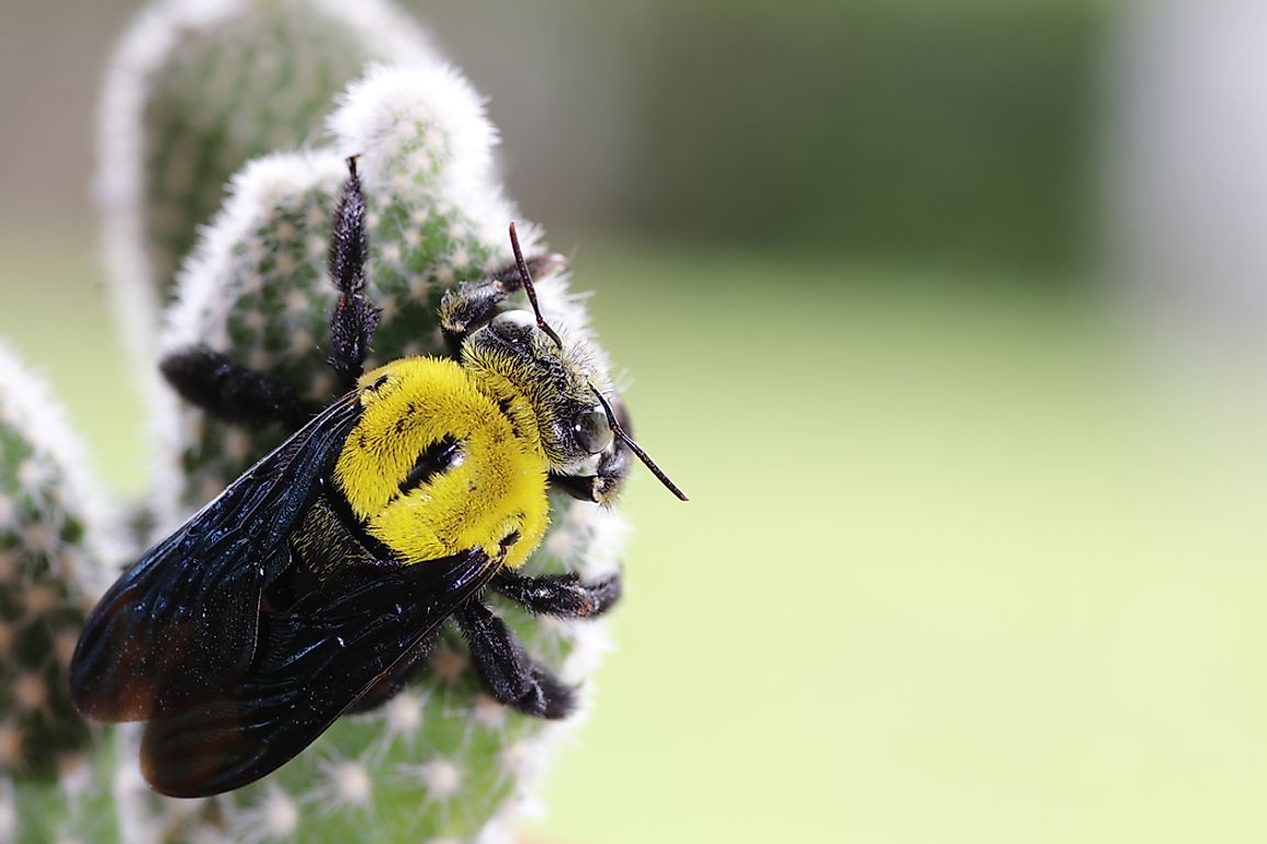 Cactus Bee Facts: Animals of North America - WorldAtlas