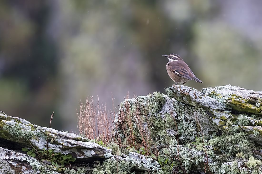 Endemic Birds Of Argentina - WorldAtlas