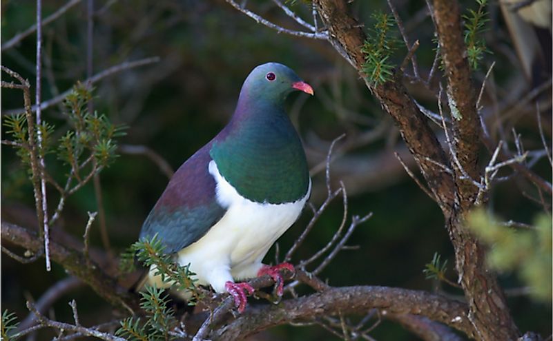 Iconic Endemic Birds Of New Zealand - WorldAtlas