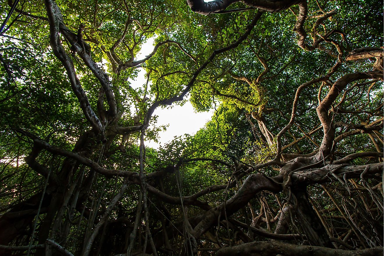 The Great Banyan Tree of India - WorldAtlas