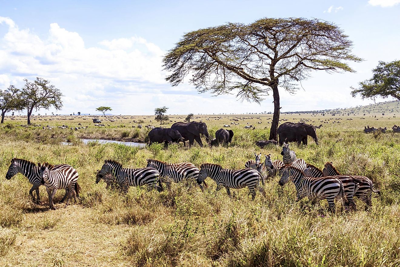 What Do Grasslands And Deserts Have In Common